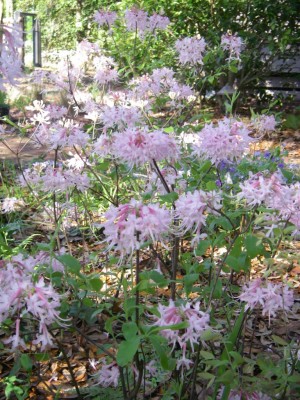 Piedmont Azalea